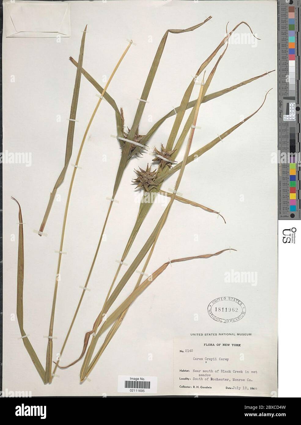 Carex greyi J Carey Carex greyi J Carey. Stockfoto