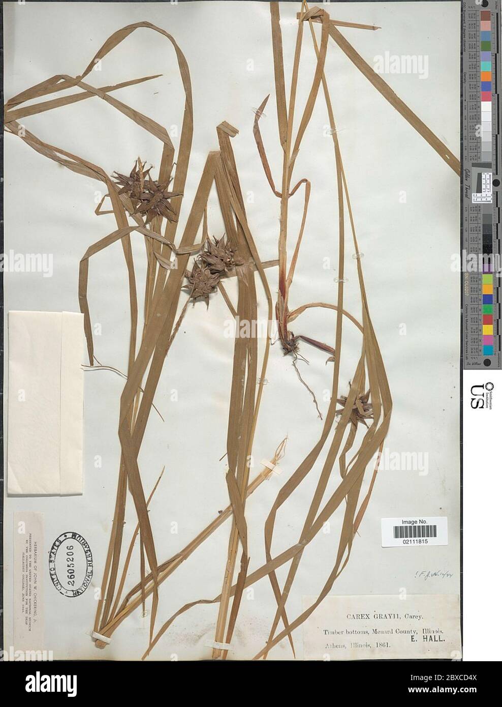 Carex greyi J Carey Carex greyi J Carey. Stockfoto