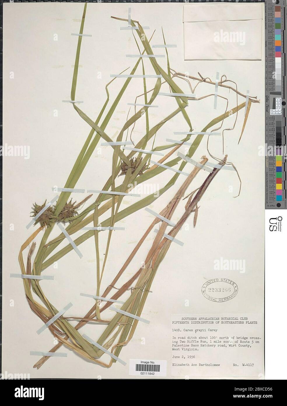 Carex greyi J Carey Carex greyi J Carey. Stockfoto