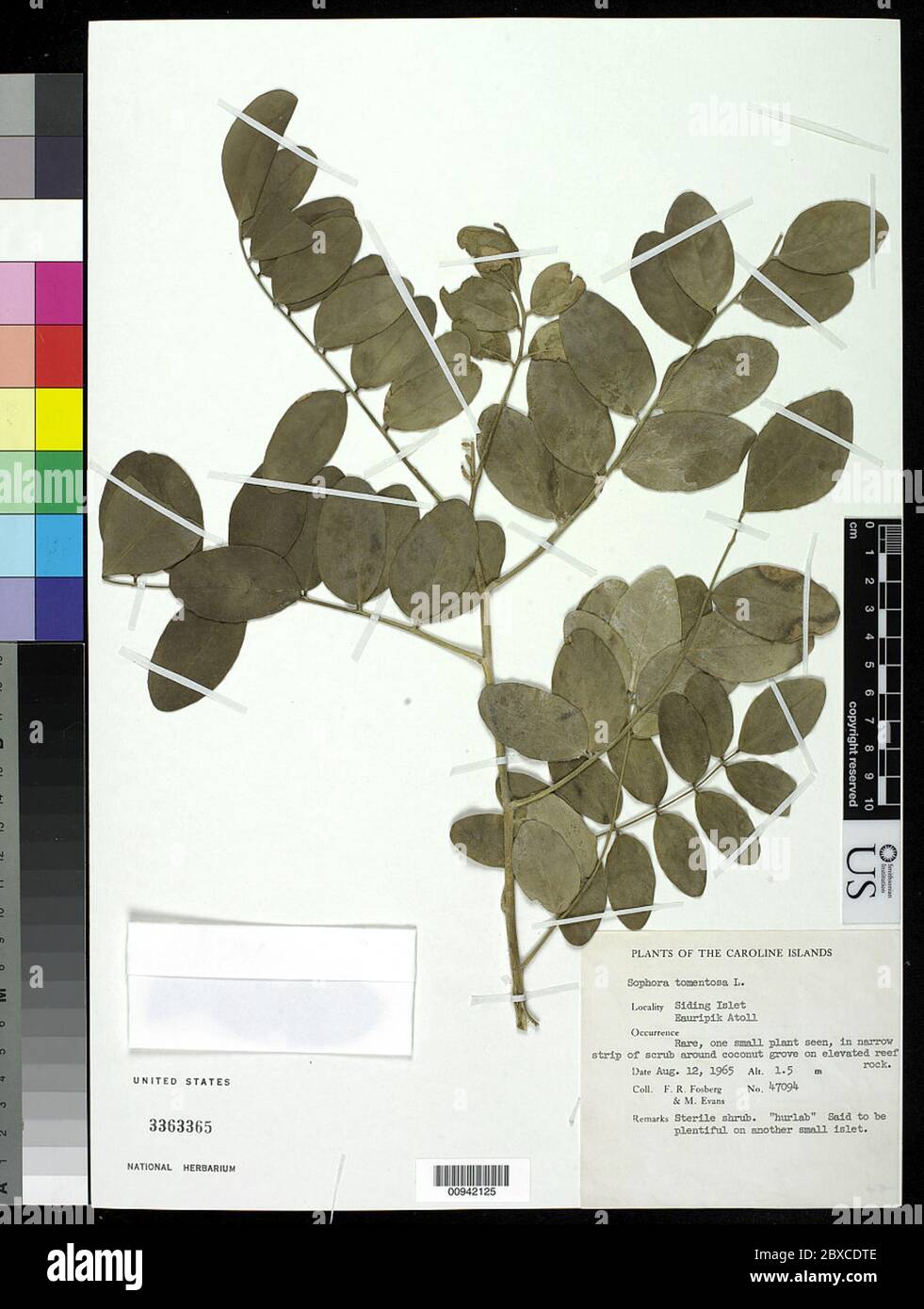 Sophora tomentosa L Sophora tomentosa L. Stockfoto