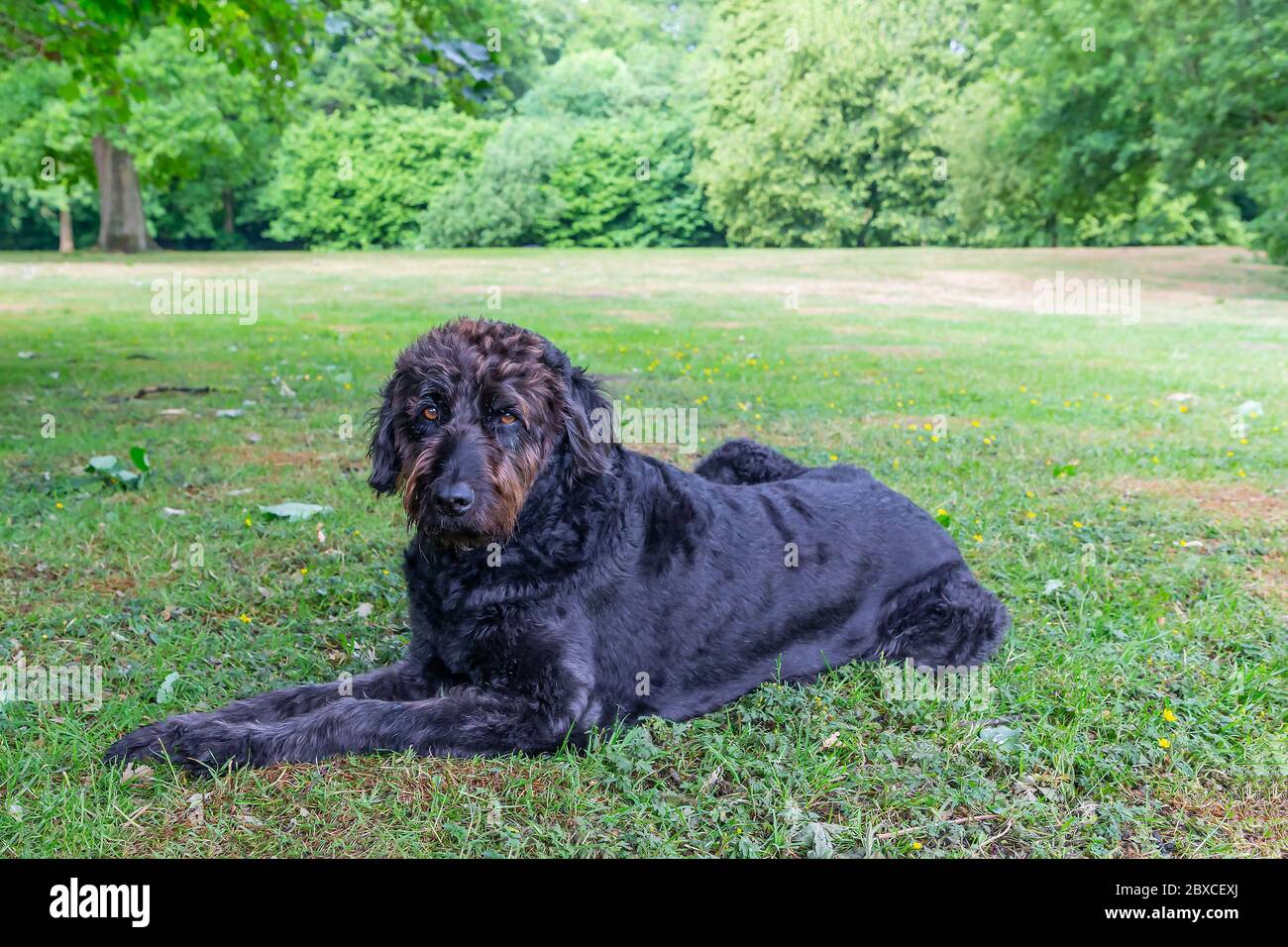Neu getrimmter schwarzer Labradoodle-Hund liegt in Parklandschaft Stockfoto