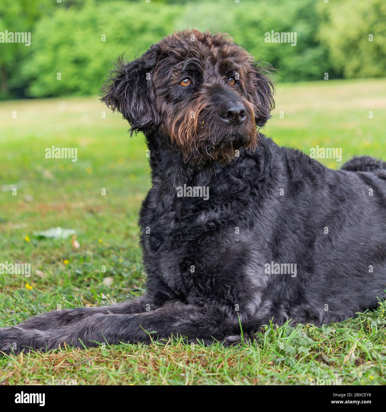 Neu getrimmter schwarzer Labradoodle-Hund liegt in Parklandschaft Stockfoto
