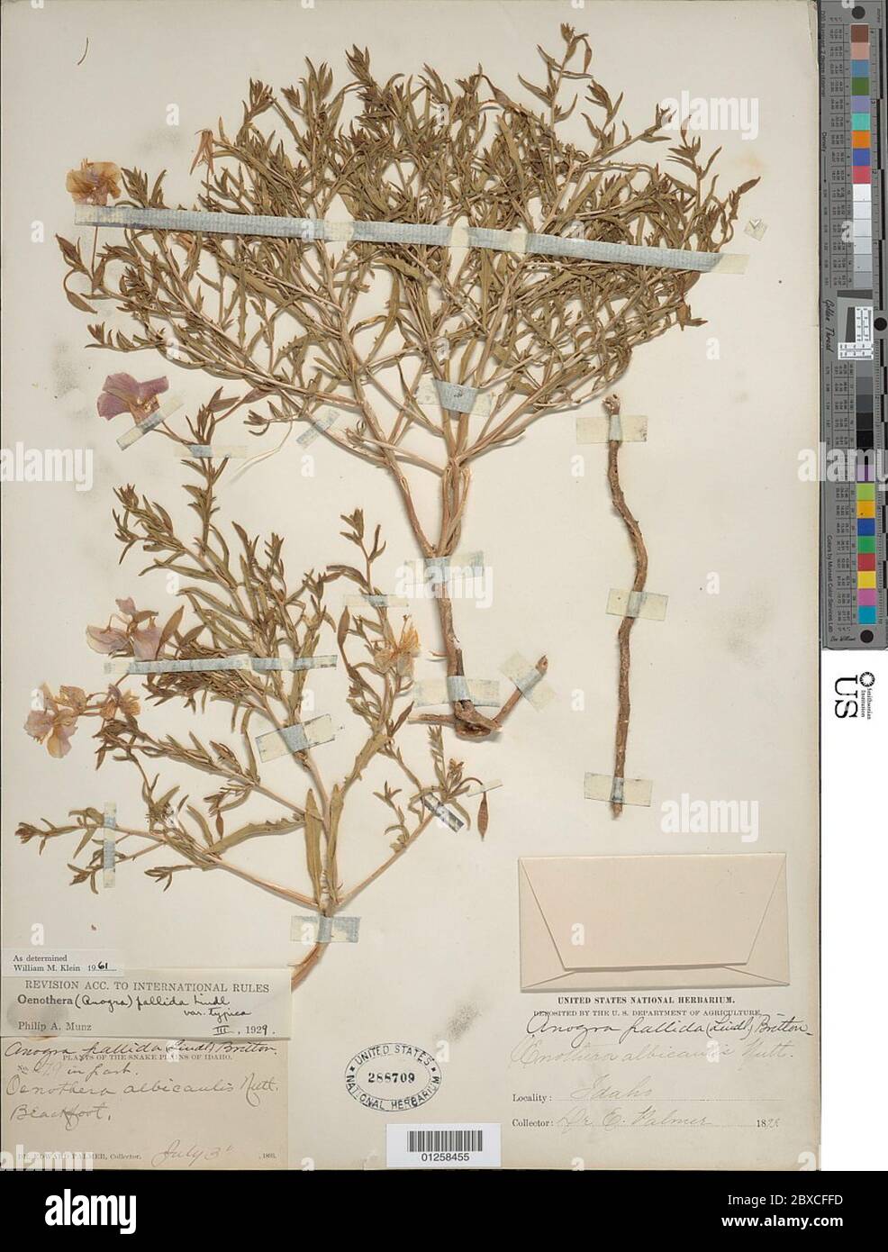 Oenothera pallida Lindl subsp pallida Oenothera pallida Lindl subsp pallida. Stockfoto