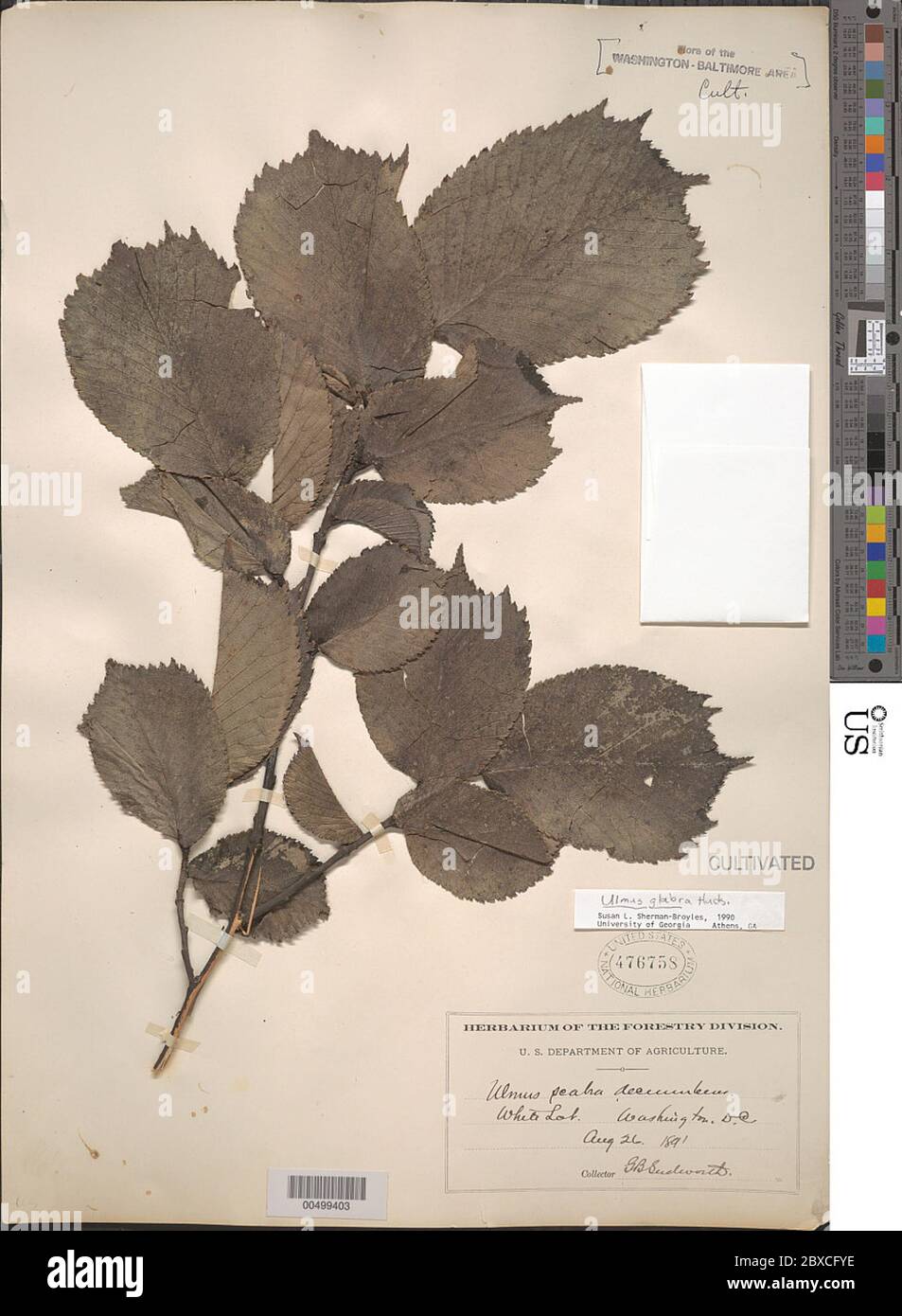 Ulmus glabra Huds Ulmus glabra Huds. Stockfoto