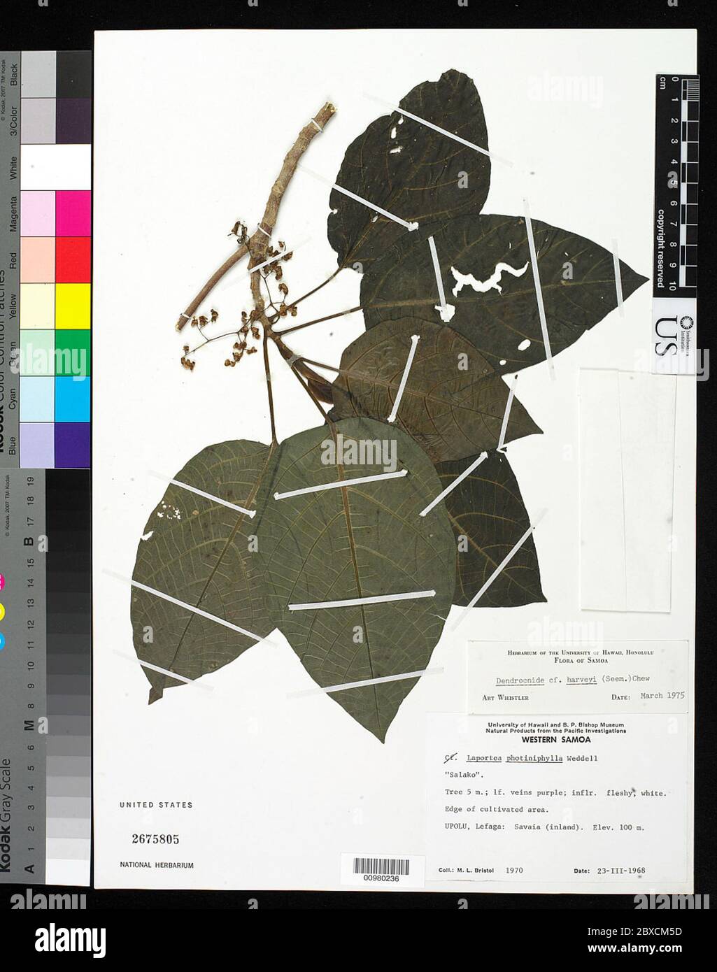 Dendrocnide harveyi scheinen W L Chew Dendrocnide harveyi scheinen W L Chew. Stockfoto