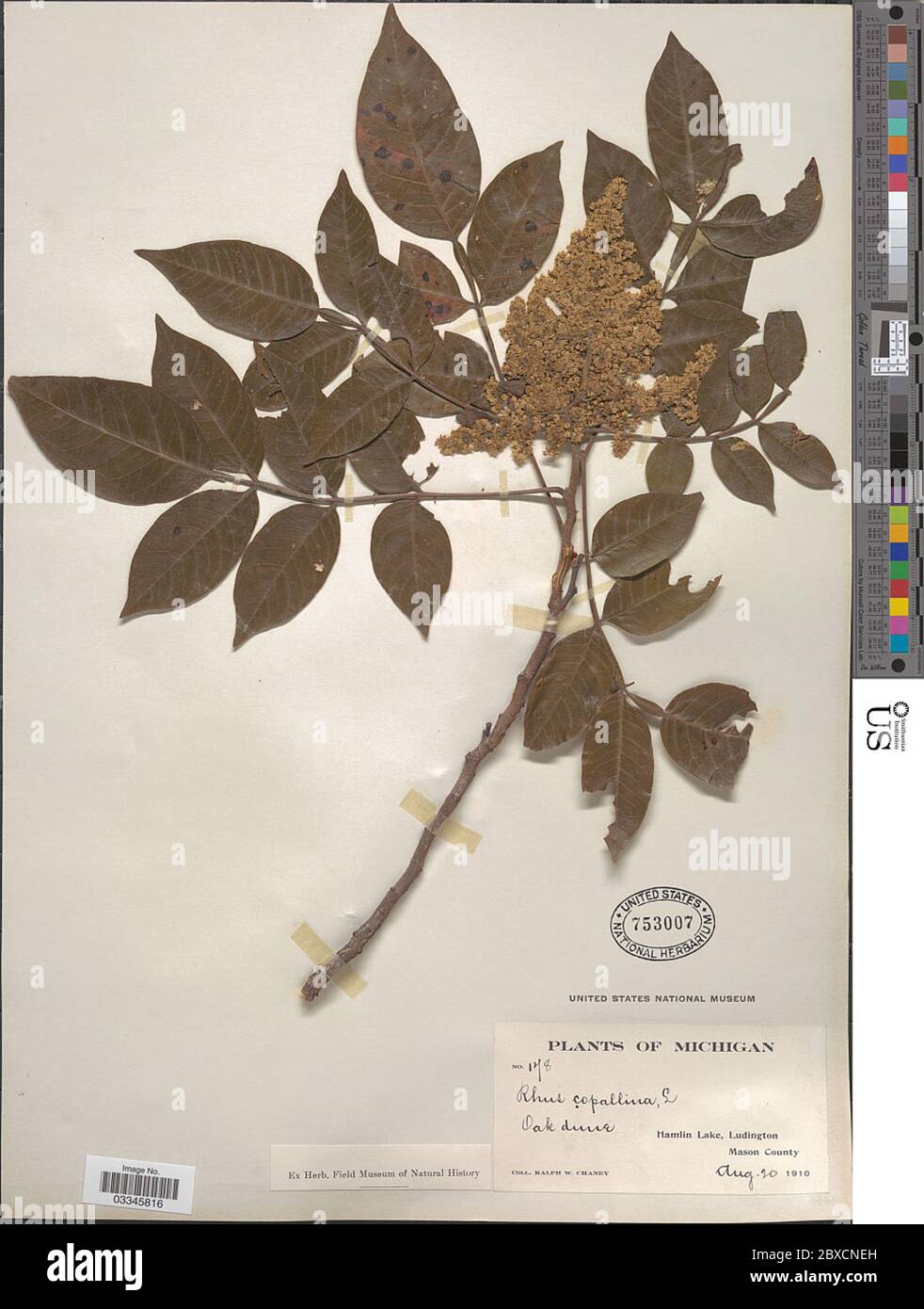 Rhus copallinum L Rhus copallinum L. Stockfoto Rhus copallinum L Rhus copallinum L. Stockfoto