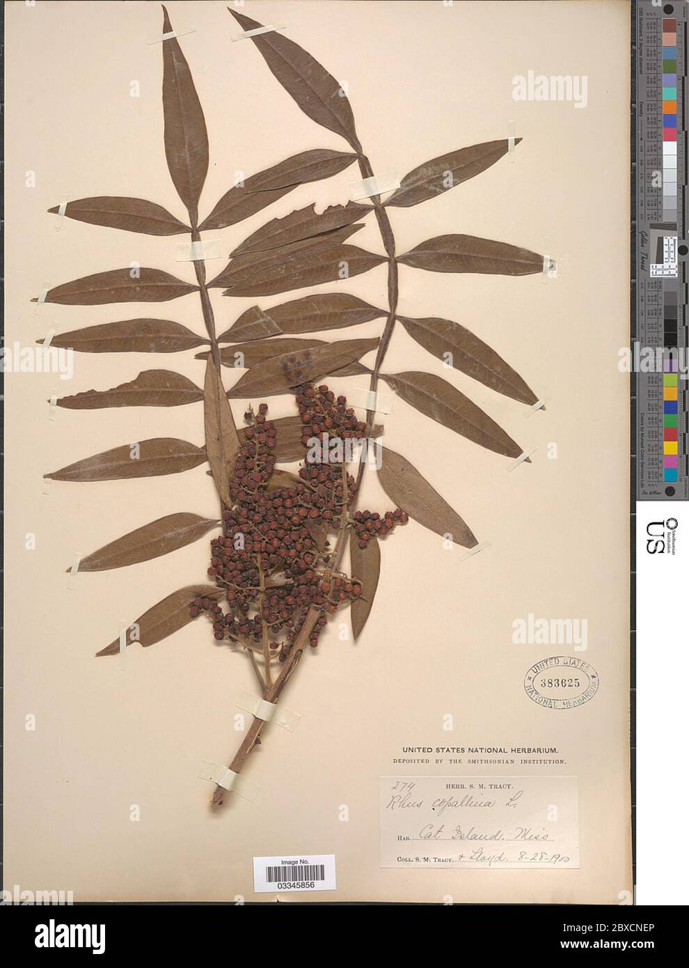 Rhus copallinum L Rhus copallinum L. Stockfoto Rhus copallinum L Rhus copallinum L. Stockfoto