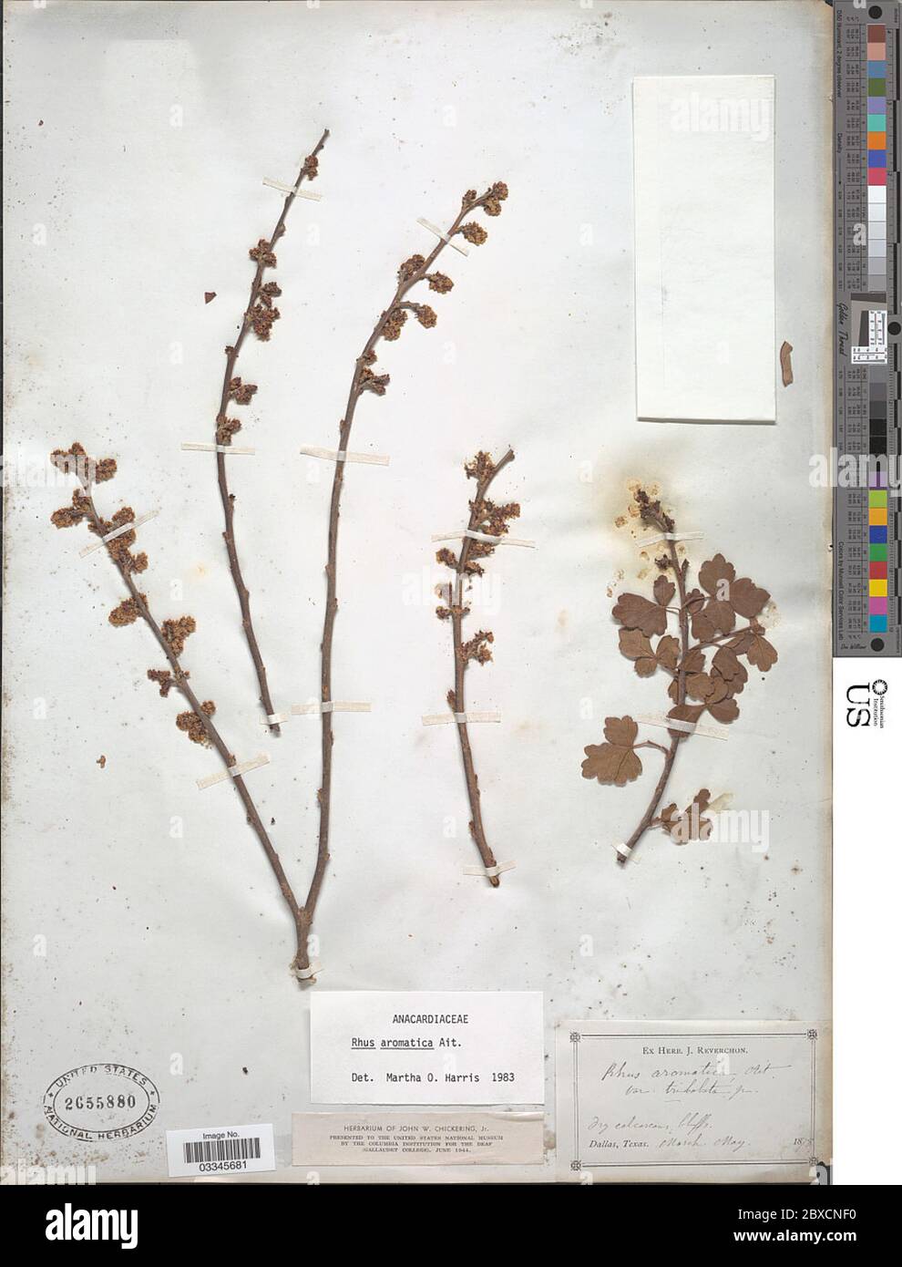 Rhus aromatica Aiton Rhus aromatica Aiton. Stockfoto Rhus aromatica Aiton Rhus aromatica Aiton. Stockfoto