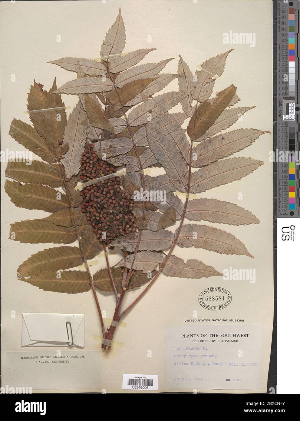 Rhus glabra L Rhus glabra L. Stockfoto