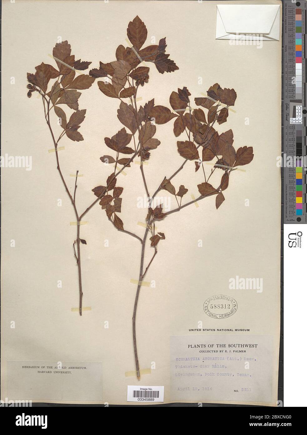 Rhus crenata Thunb Rhus crenata Thunb. Stockfoto Rhus crenata Thunb Rhus crenata Thunb. Stockfoto