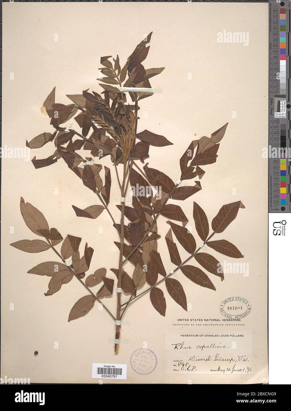 Rhus copallinum L Rhus copallinum L. Stockfoto Rhus copallinum L Rhus copallinum L. Stockfoto