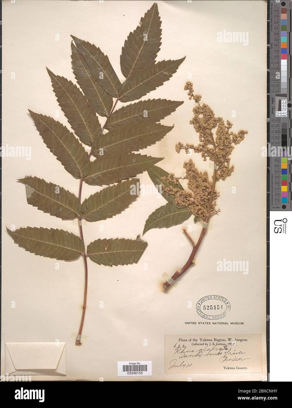 Rhus glabra L Rhus glabra L. Stockfoto Rhus glabra L Rhus glabra L. Stockfoto