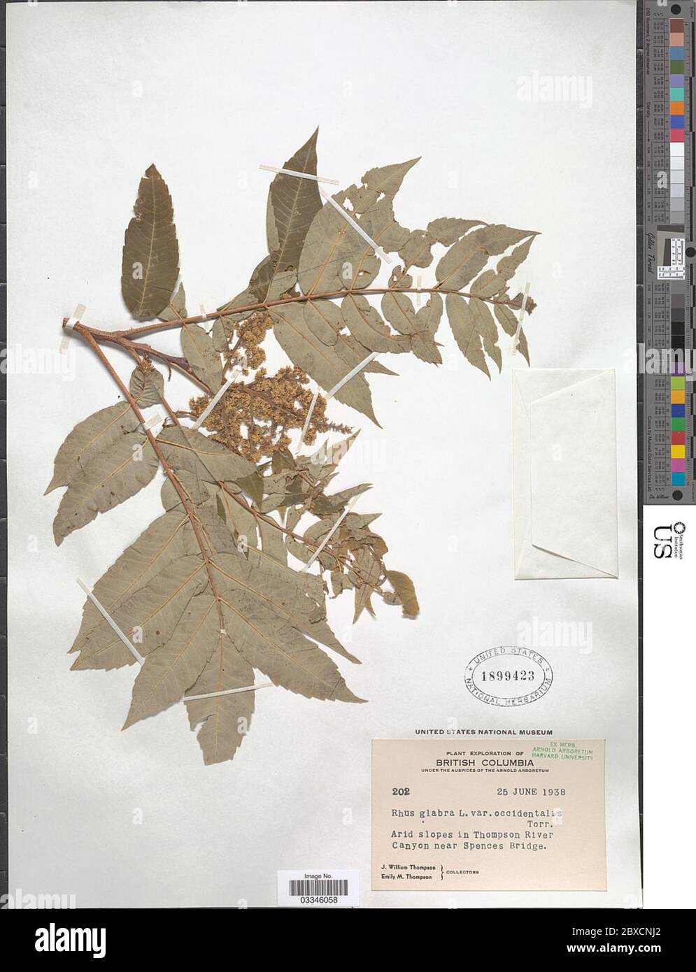 Rhus glabra L Rhus glabra L. Stockfoto Rhus glabra L Rhus glabra L. Stockfoto