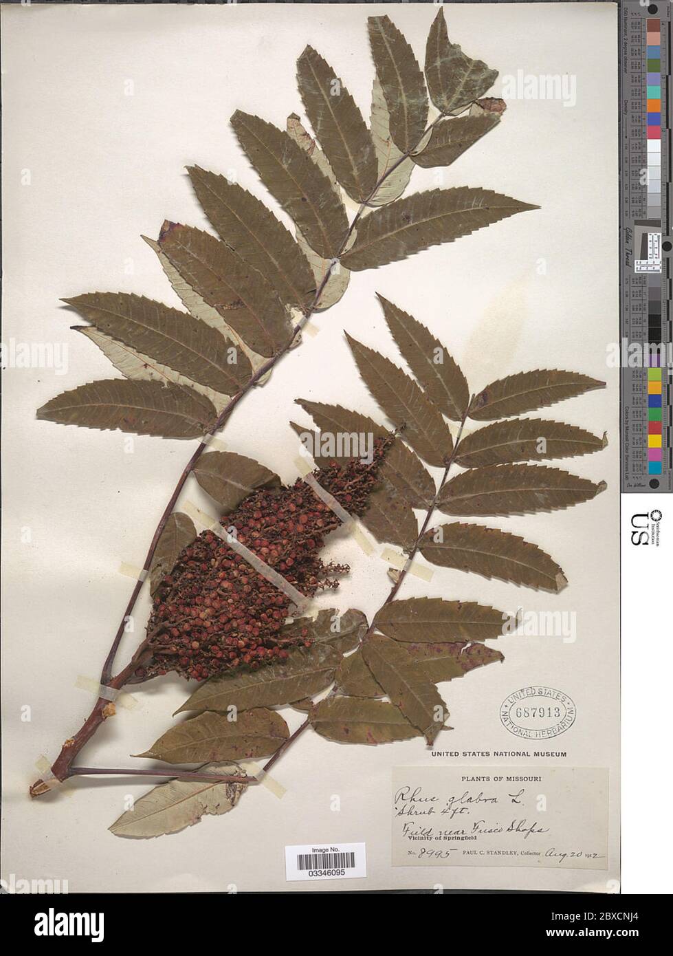 Rhus glabra L Rhus glabra L. Stockfoto Rhus glabra L Rhus glabra L. Stockfoto