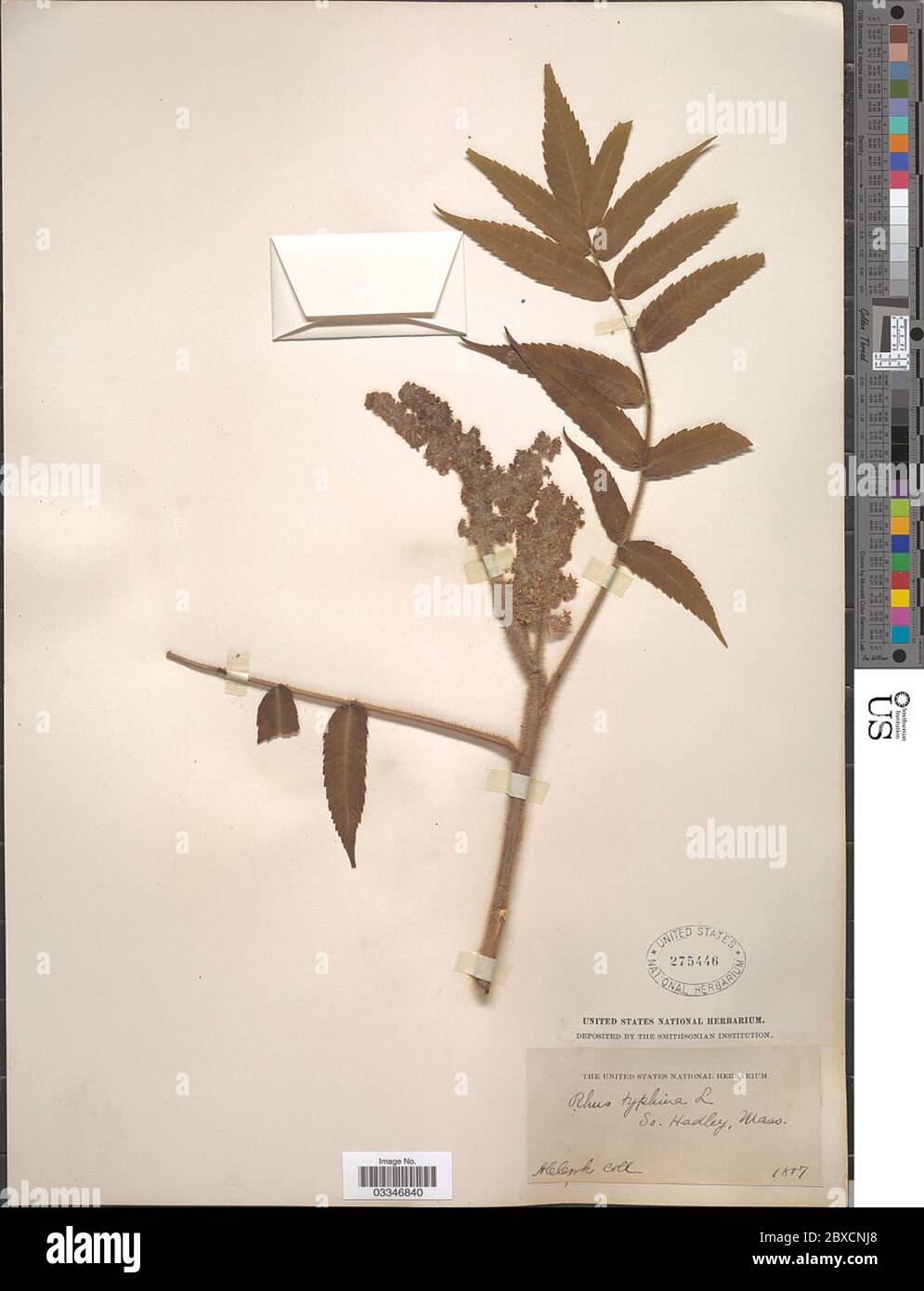 Rhus typhina L Rhus typhina L. Stockfoto Rhus typhina L Rhus typhina L. Stockfoto