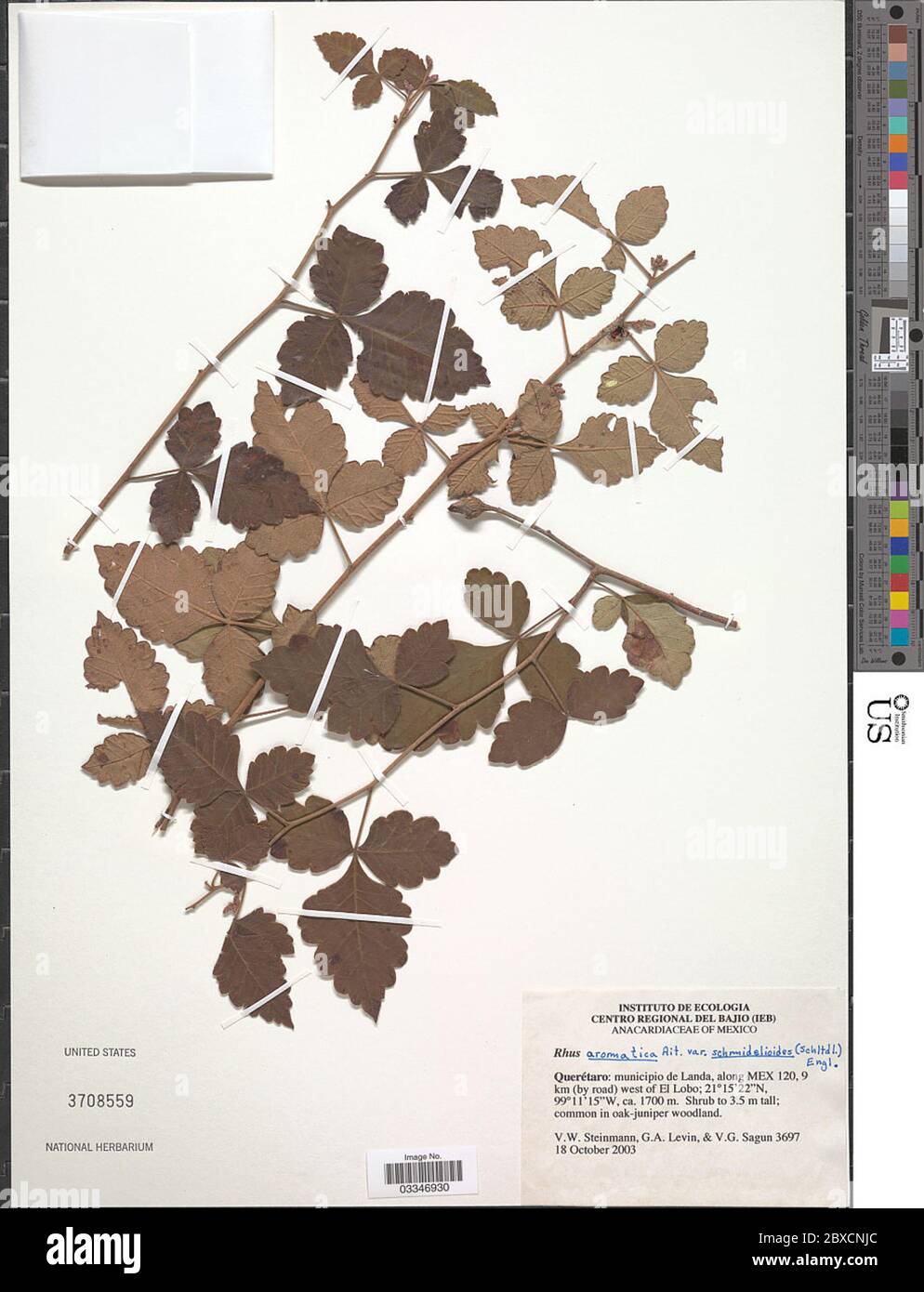 Rhus aromatica Aiton Rhus aromatica Aiton. Stockfoto Rhus aromatica Aiton Rhus aromatica Aiton. Stockfoto