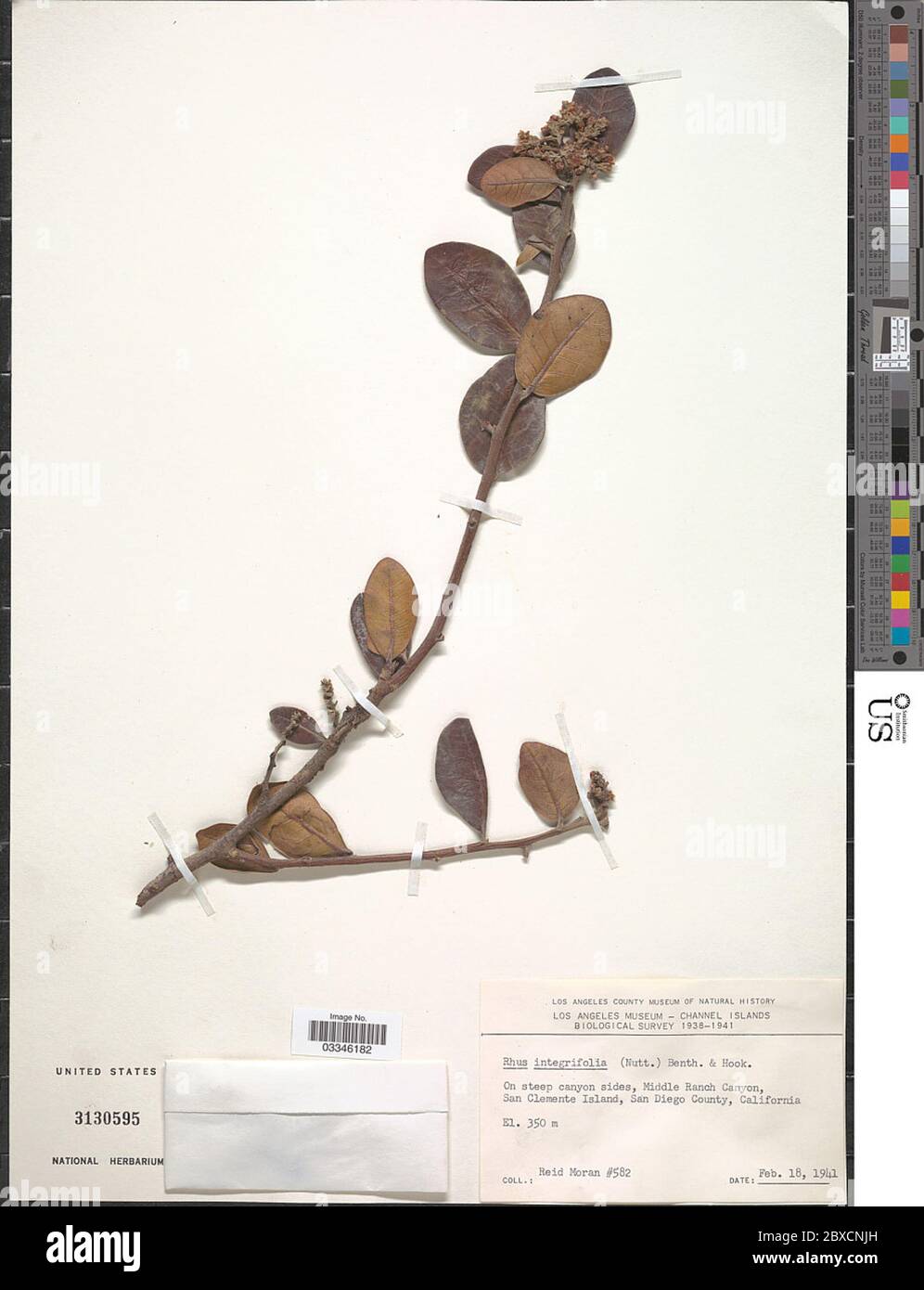 Rhus integrifolia Nutt Benth Haken f ex ROTHR Rhus integrifolia Nutt Benth Haken f ex ROTHR. Stockfoto Rhus integrifolia Nutt Benth Haken f ex ROTHR Rhus integrifolia Nutt Benth Haken f ex ROTHR. Stockfoto