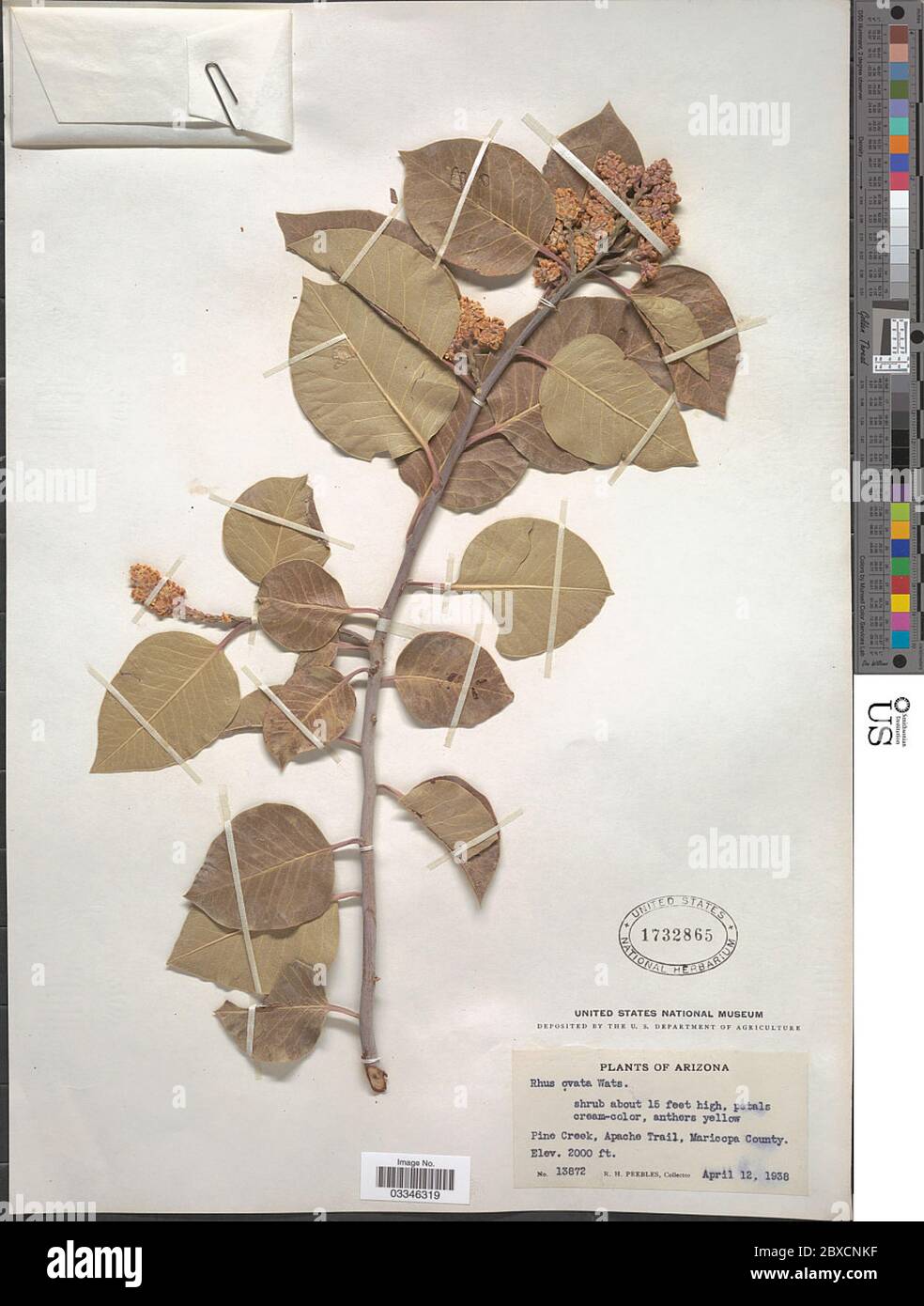 Rhus ovata S Watson Rhus ovata S Watson. Stockfoto Rhus ovata S Watson Rhus ovata S Watson. Stockfoto