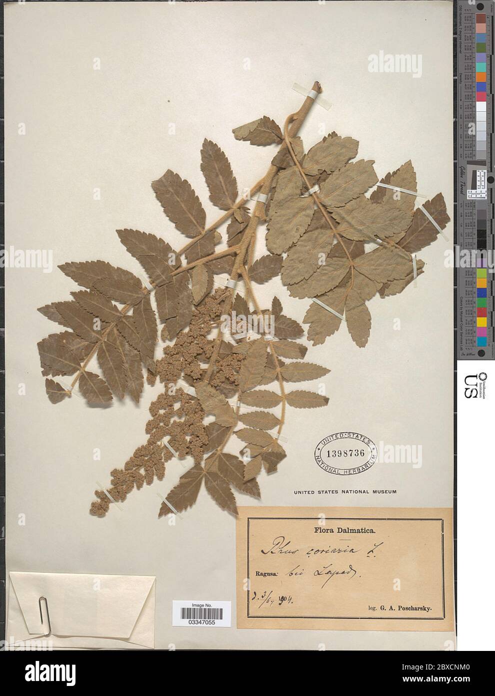 Rhus coriaria L Rhus coriaria L. Stockfoto Rhus coriaria L Rhus coriaria L. Stockfoto