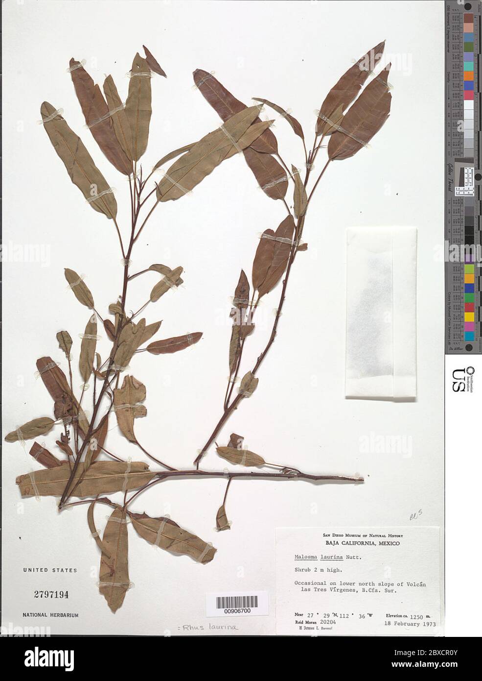 Rhus laurina Nutt Rhus laurina Nutt. Stockfoto Rhus laurina Nutt Rhus laurina Nutt. Stockfoto
