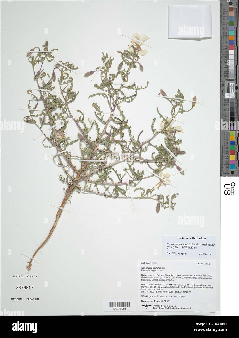 Oenothera pallida subsp Trichocalyx Nutt Munz WM klein Oenothera pallida subsp Trichocalyx Nutt Munz WM Klein. Stockfoto