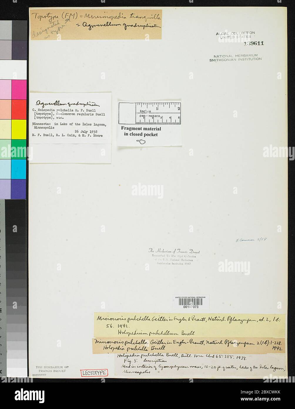 00167073.tif Holopedium pulchellum Buell. Stockfoto