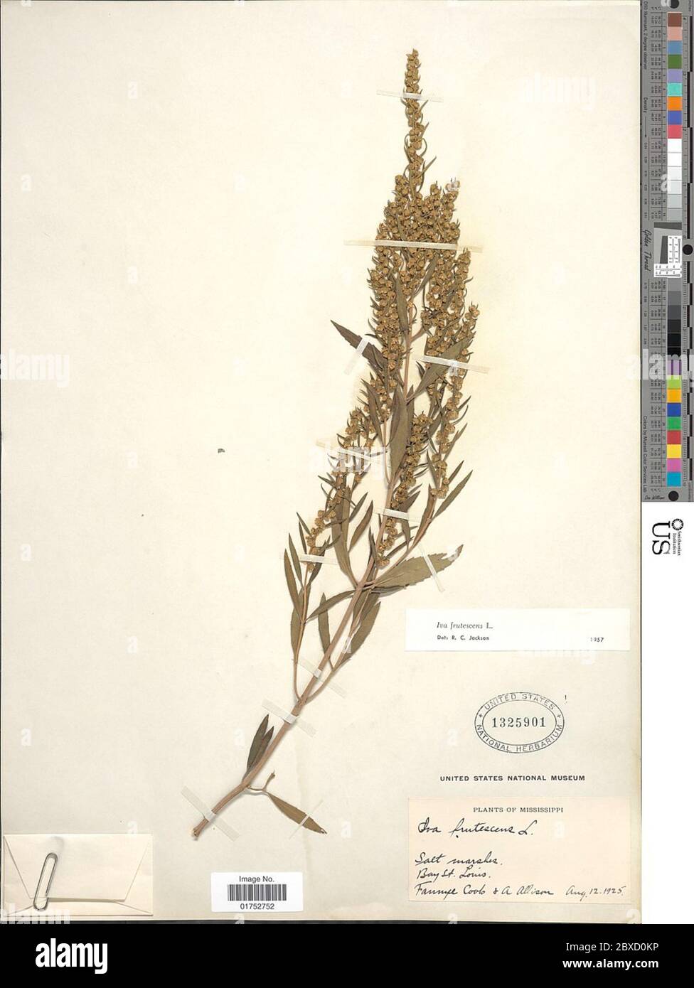 IVA frutescens L IVA frutescens L. Stockfoto