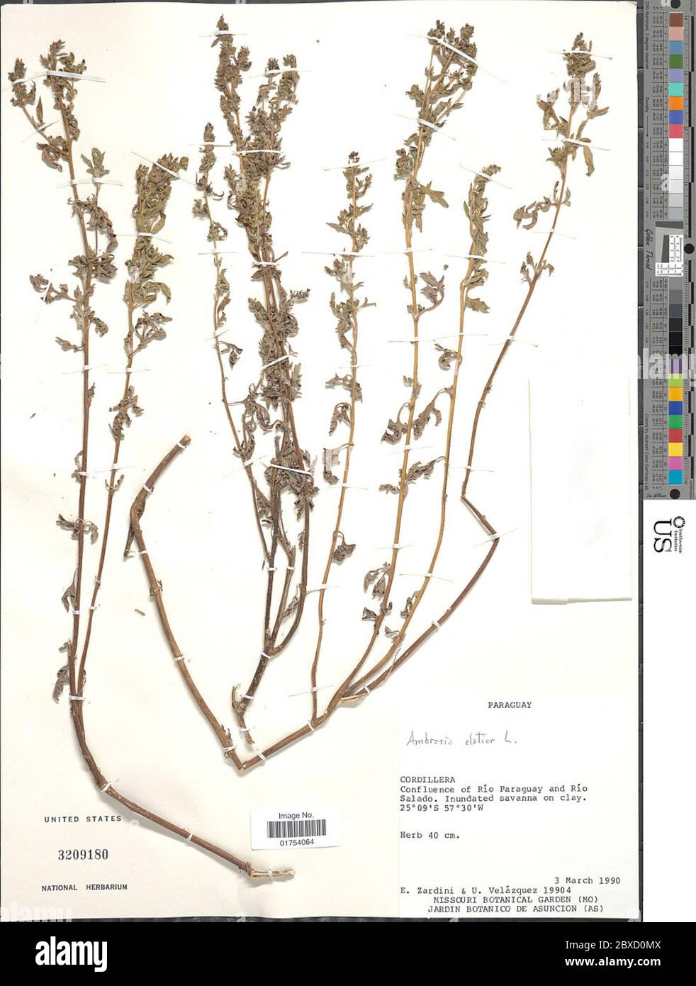 Ambrosia elatior L Ambrosia elatior L. Stockfoto