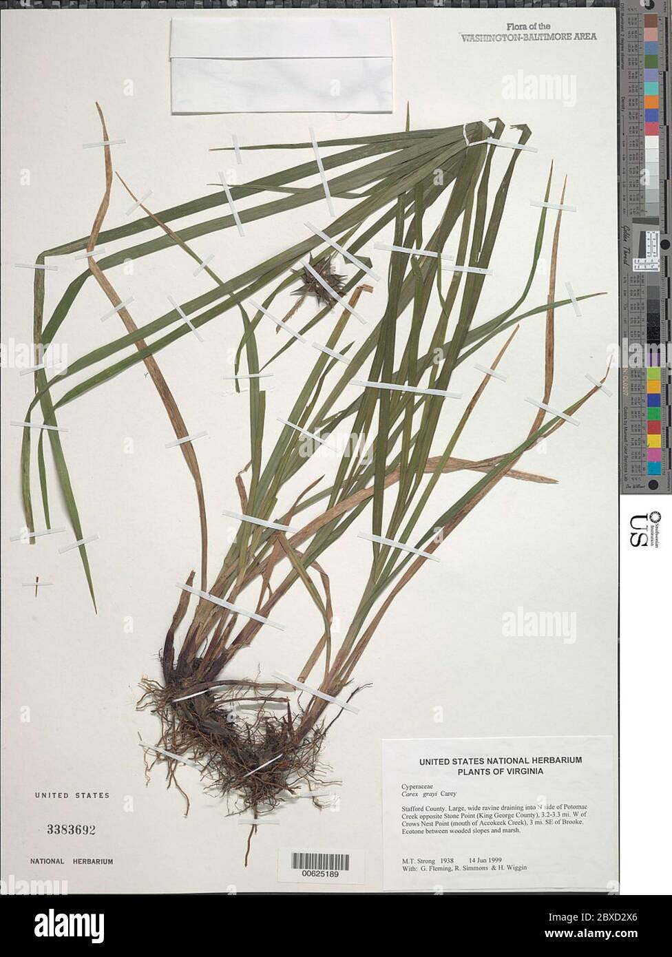 Carex greyi J Carey Carex greyi J Carey. Stockfoto