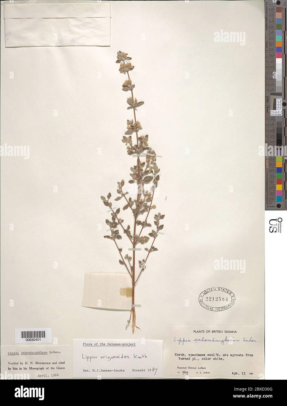Lippia origanoides Kunth Lippia origanoides Kunth. Stockfoto