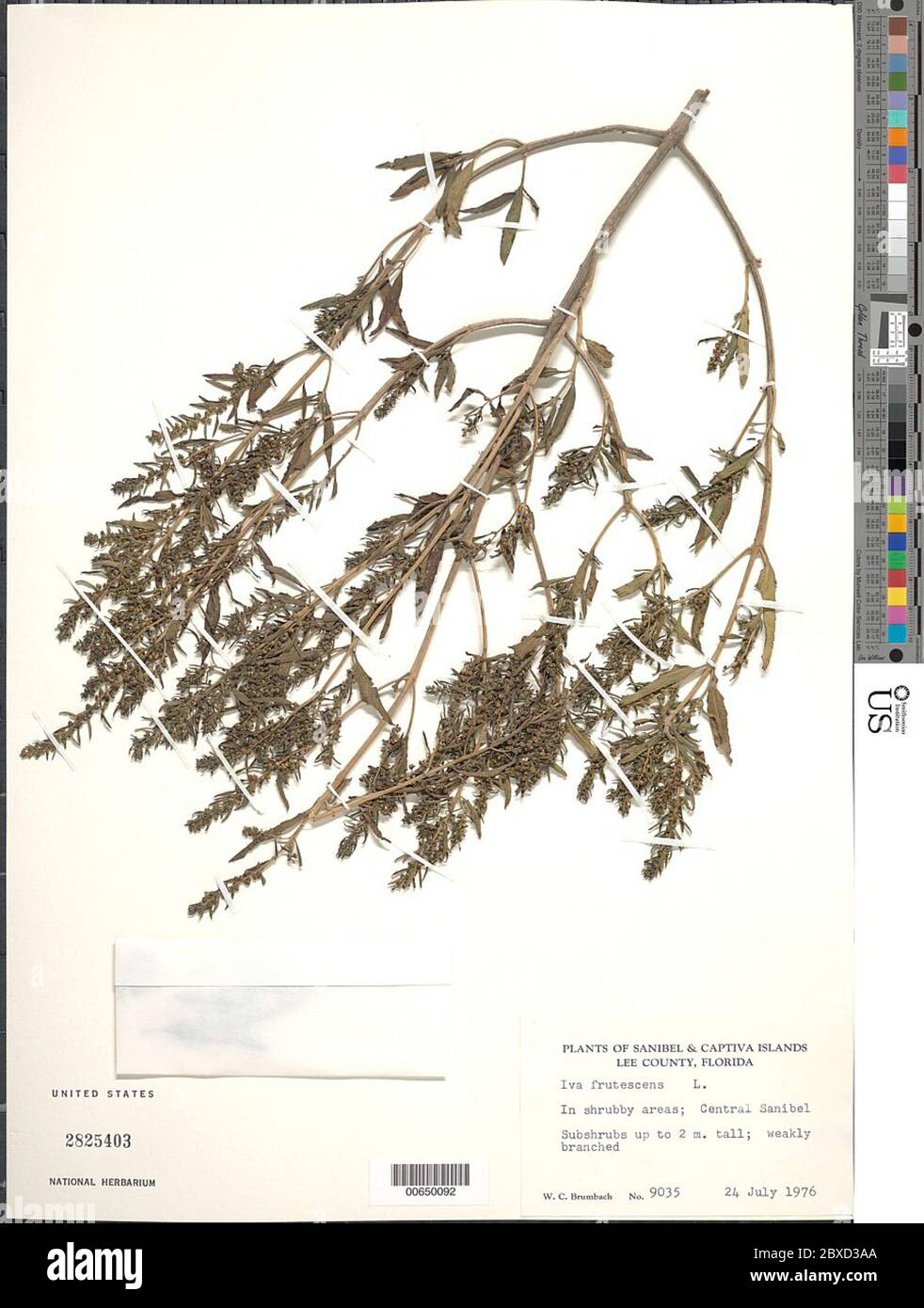 IVA frutescens L IVA frutescens L. Stockfoto