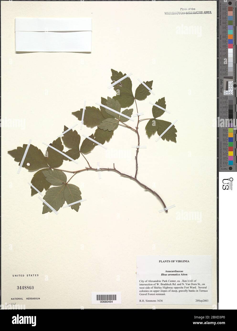 Rhus aromatica Aiton Rhus aromatica Aiton. Stockfoto Rhus aromatica Aiton Rhus aromatica Aiton. Stockfoto
