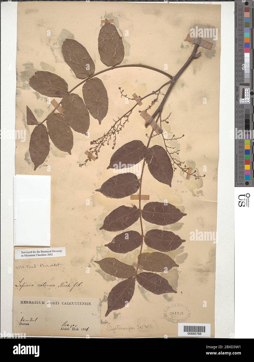 Rhus sp. Rhus sp. Stockfoto Rhus sp. Rhus sp. Stockfoto