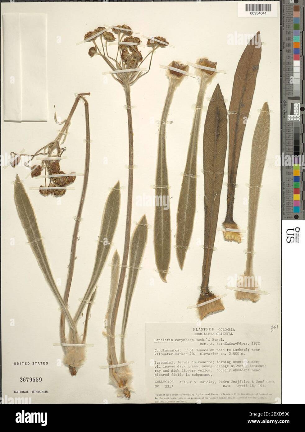 Espeletia corymbosa Espeletia corymbosa. Stockfoto