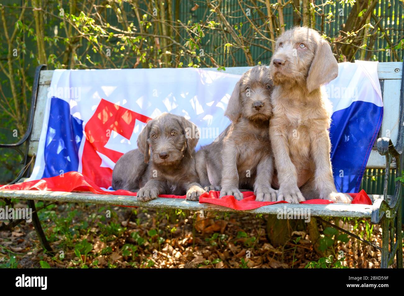 Grauhaarige Welpen mit der slowakischen Flagge. Die Welpen sind der Rasse: Slowakischer rauhaariger Pointer oder Slowakischer Drahthaariger Zeigegriffon Stockfoto