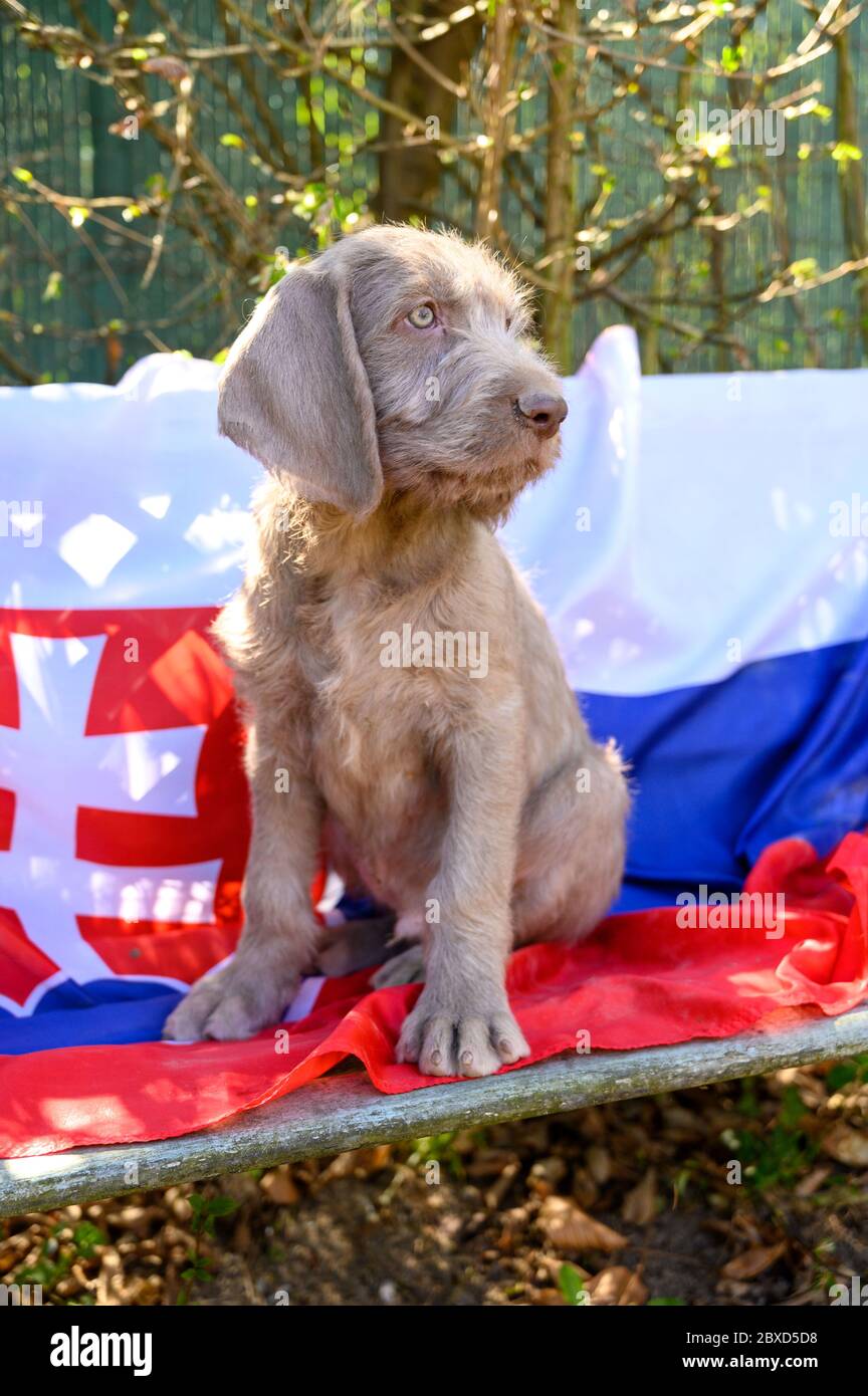 Grauhaariger Welpe mit der slowakischen Flagge. Der Welpe ist der Rasse: Slowakischer rauhaariger Zeiger oder Slowakischer Drahthaariger Zeigegriffon Stockfoto