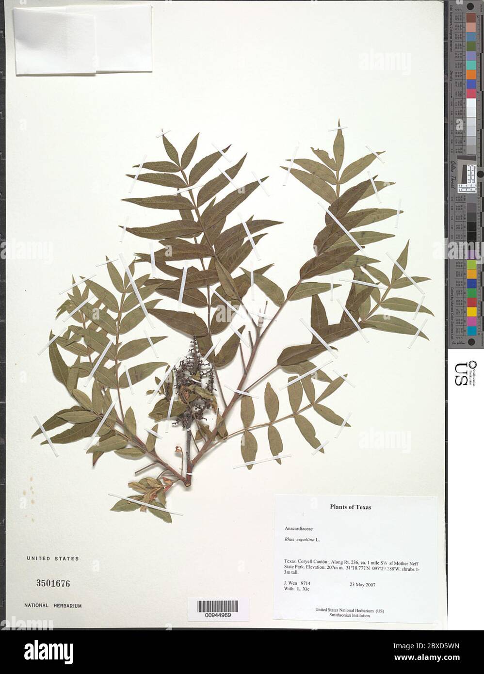 Rhus copallinum L Rhus copallinum L. Stockfoto Rhus copallinum L Rhus copallinum L. Stockfoto