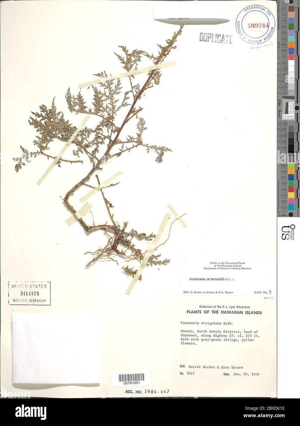 Ambrosia artemisiaefolia L Ambrosia artemisiaefolia L. Stockfoto