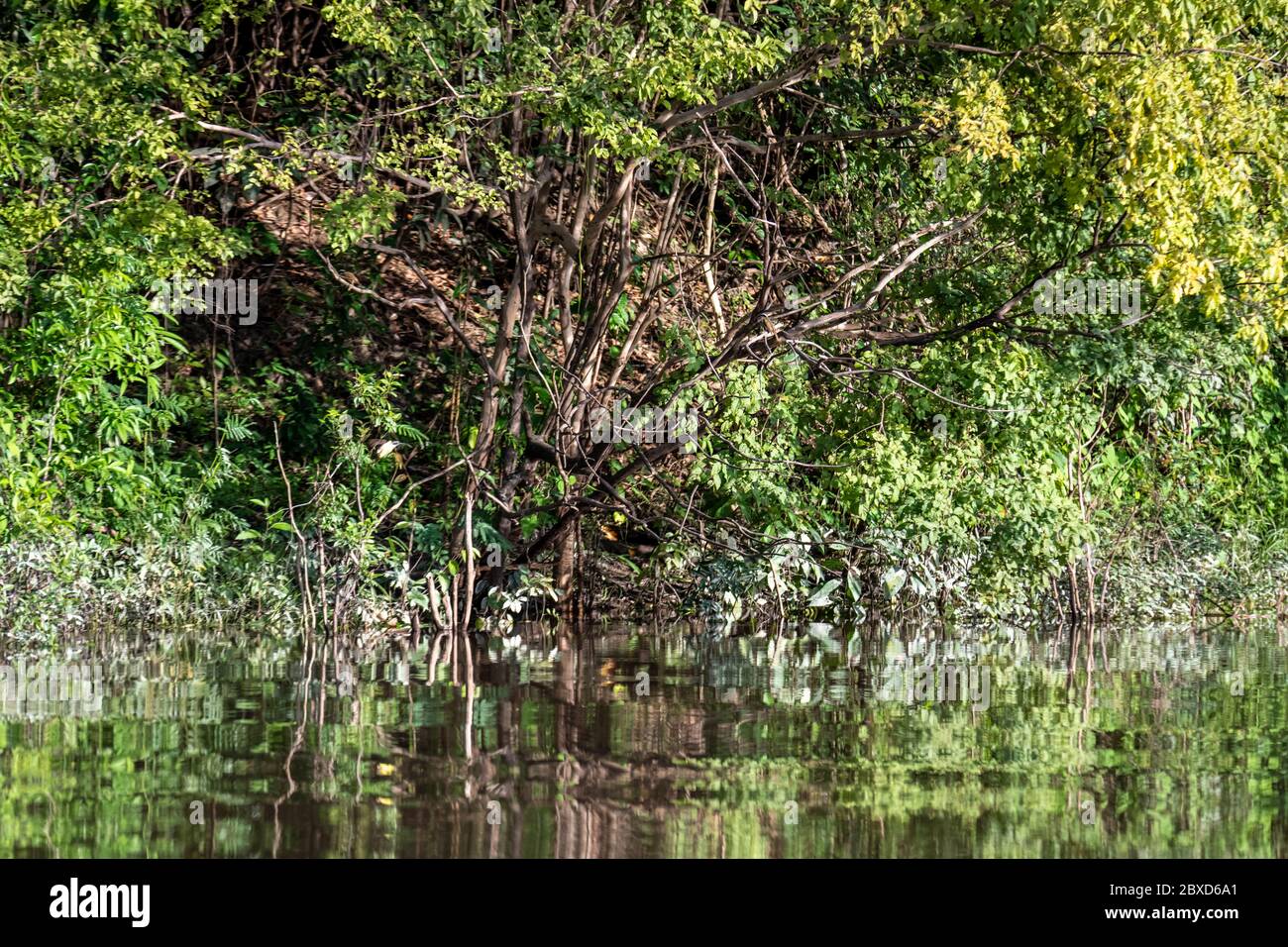 Peruanischer Amazonas-Fluss mit Reflexion im Wasser Stockfoto