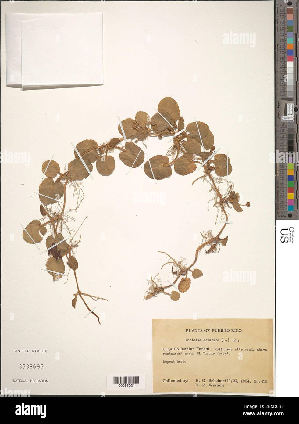 Centella asiatica L Urb Centella asiatica L Urb. Stockfoto