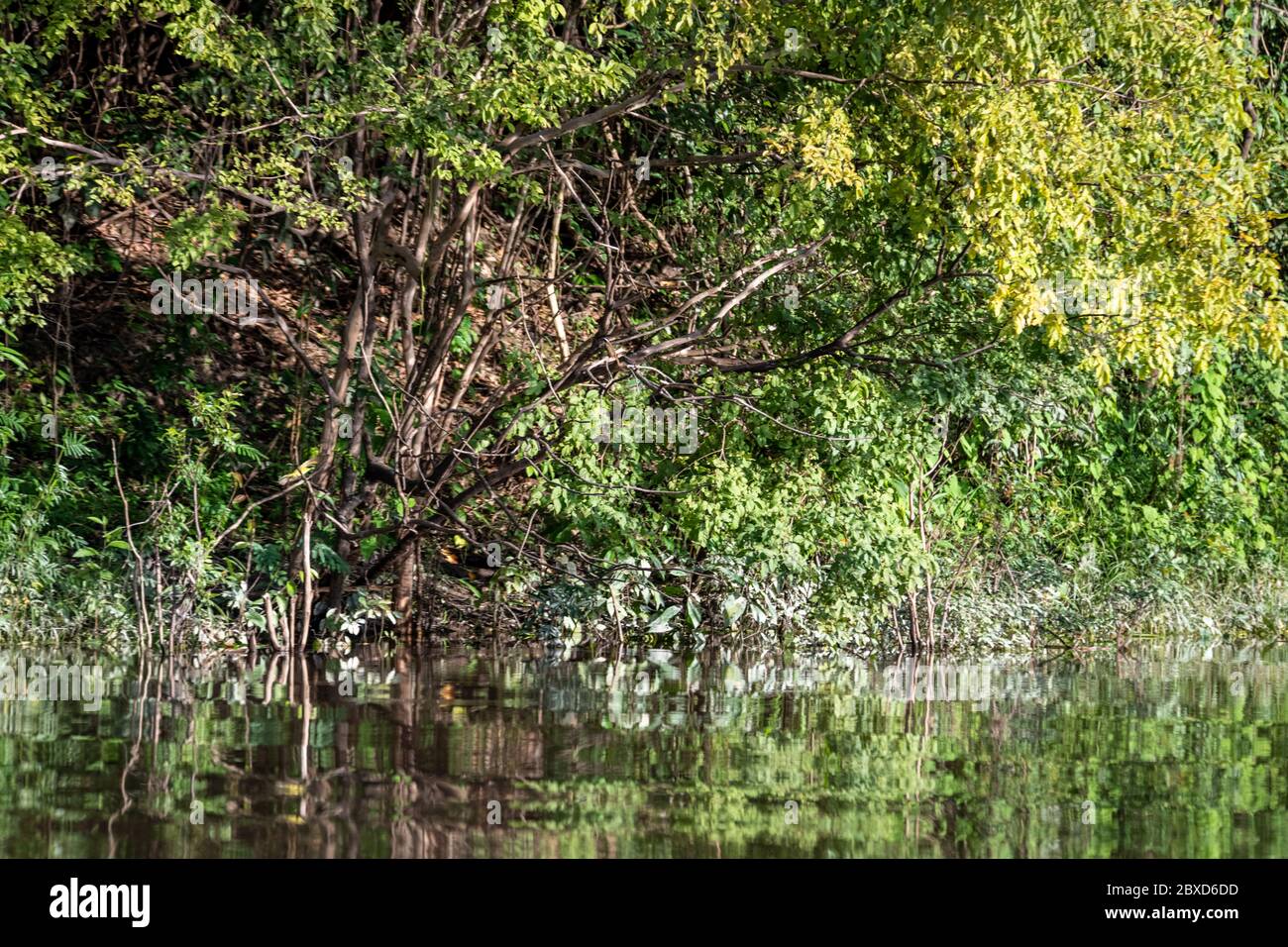 Peruanischer Amazonas-Fluss mit Reflexion im Wasser Stockfoto