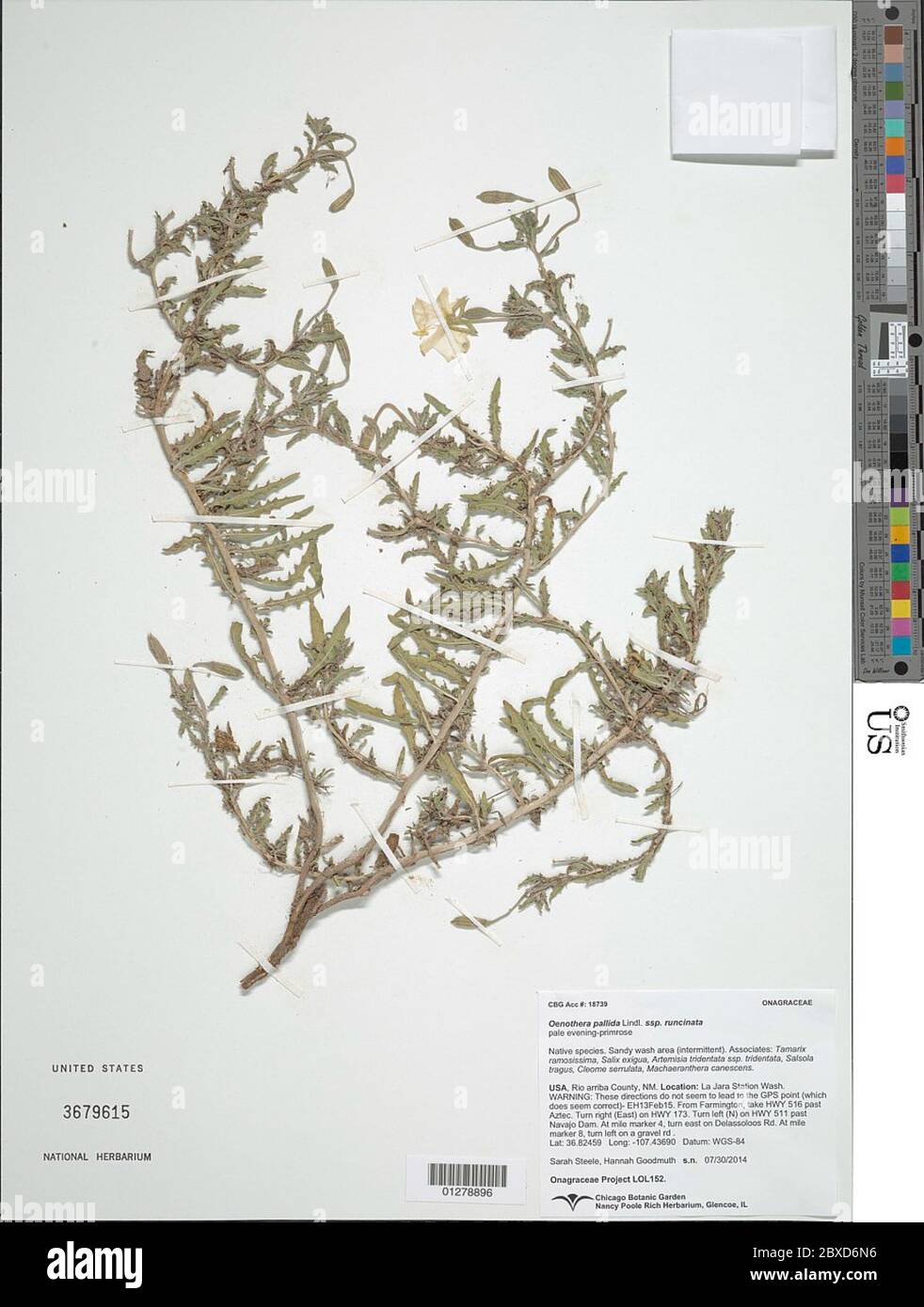 Oenothera pallida subsp runcinata Engelm Munz WM Klein Oenothera pallida subsp runcinata Engelm Munz WM Klein. Stockfoto