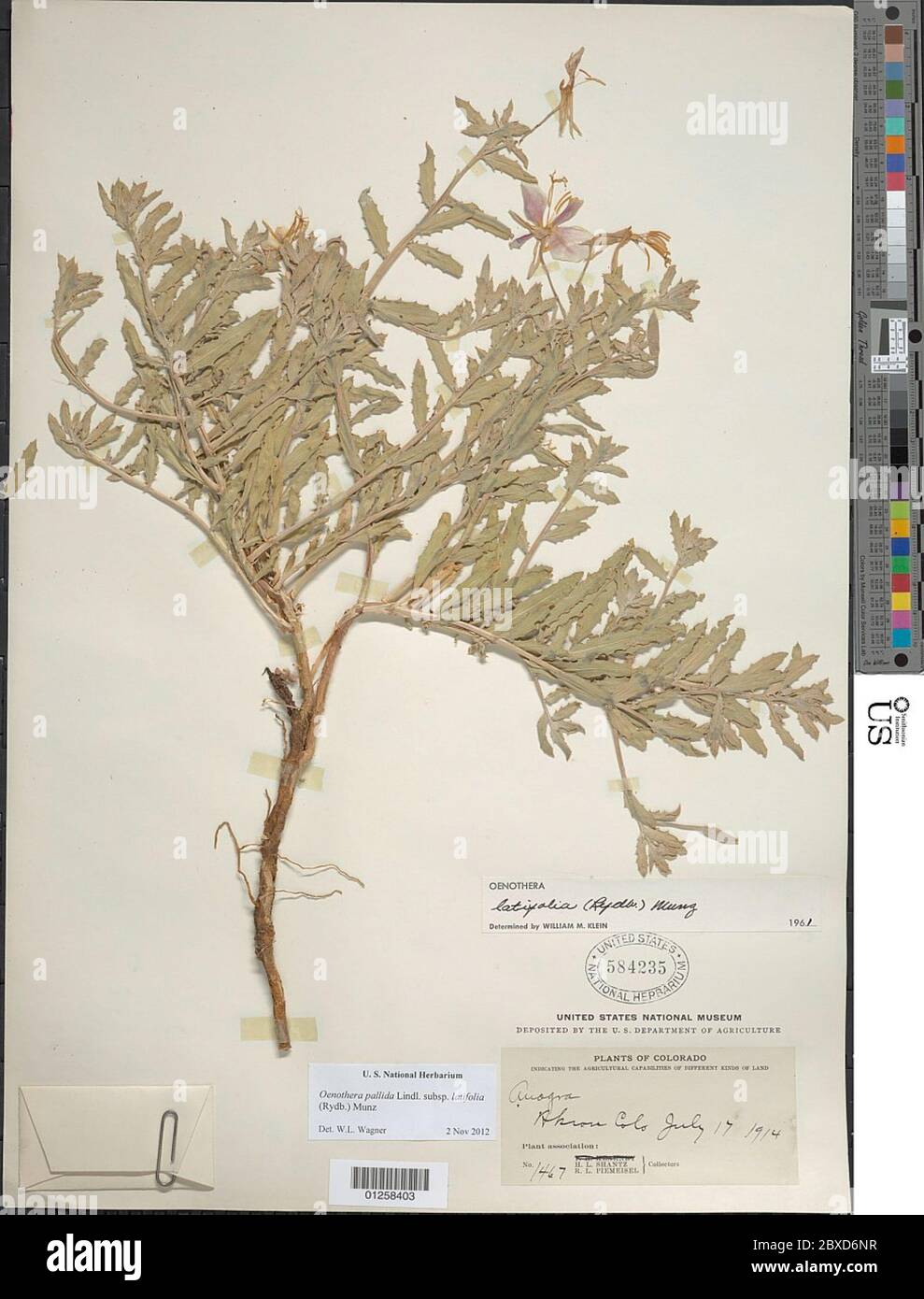 Oenothera pallida subsp latifolia Rydb Munz Oenothera pallida subsp latifolia Rydb Munz. Stockfoto