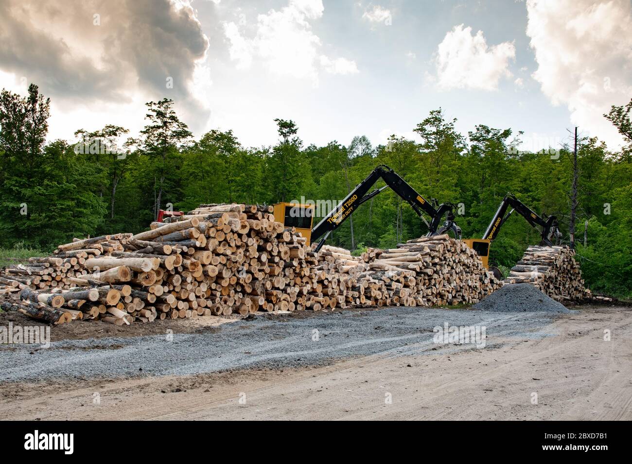 Zwei Tigercat T250D Knucklebone-Raupenlader an einem Holzfällerstandort in den Adirondack Mountains, NY USA mit abgeschnittenen Holzstämmen, die zum Transport bereit sind. Stockfoto