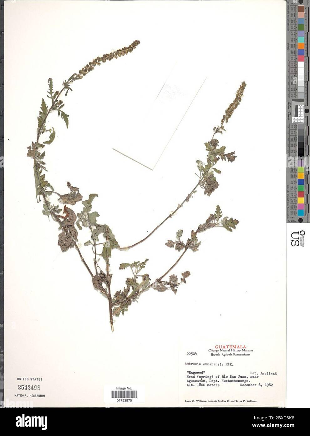 Ambrosia cumanensis Kunth Ambrosia cumanensis Kunth. Stockfoto