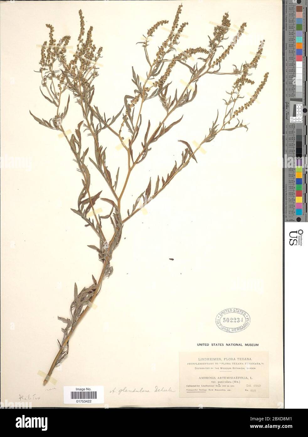 Ambrosia glandulosa Scheele Ambrosia glandulosa Scheele. Stockfoto