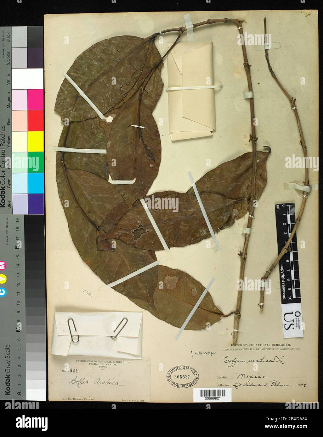 Coffea arabica L Coffea arabica L. Stockfoto