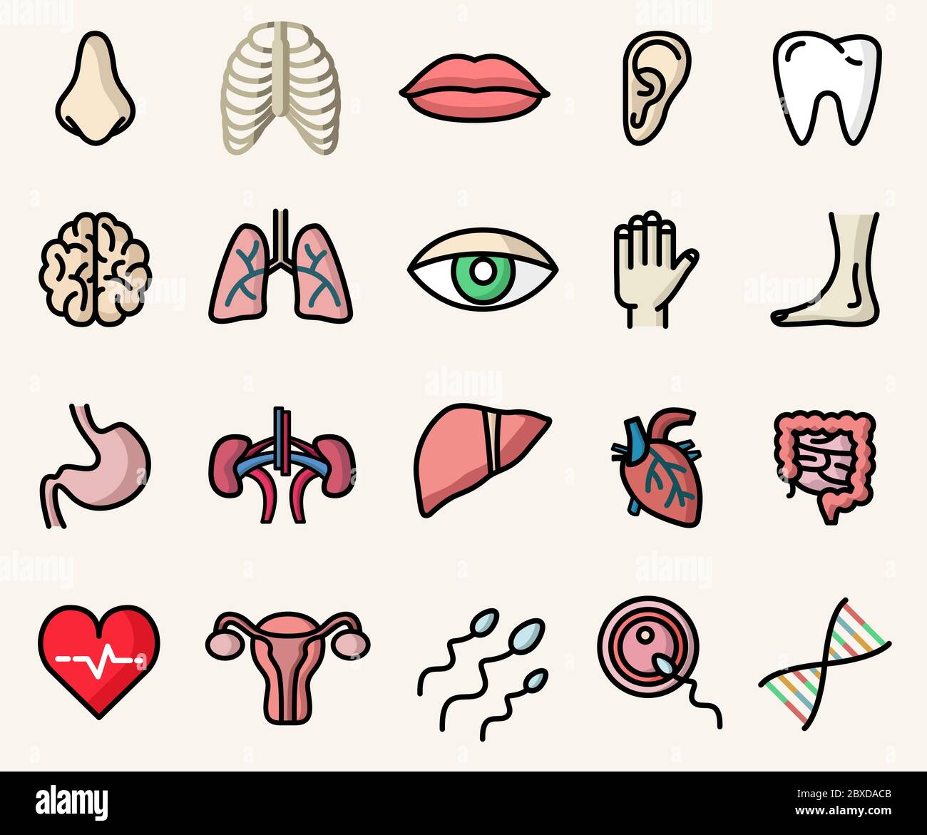 Bunte Ikonen der Anatomie und menschlichen Körperteile. Isolierte Vektorgrafiken Stock Vektor