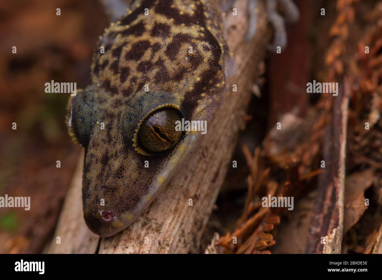 Nahaufnahme von Kinabalu Angle-Toed Gecko (Cyrtodactylus baluensis) , Kundasang, Borneo. Stockfoto