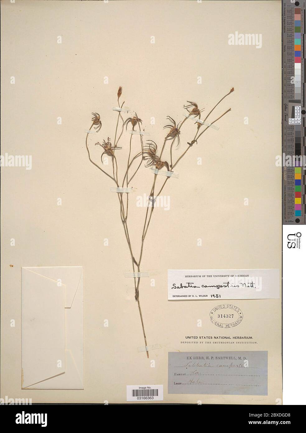 Sabatia campestris Nutt Sabatia campestris Nutt. Stockfoto